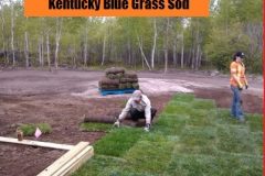 Sod Installation - FRESH GRASS - Kentucky Bluegrass North Bay Ontario 7